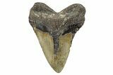 Bargain, Fossil Megalodon Tooth - North Carolina #275211-2